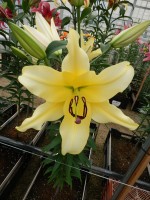 [4191 Baruta VWS No02.JPG]